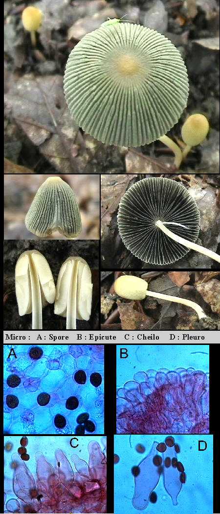 Coprinus leiocephalus   P.D.Orton